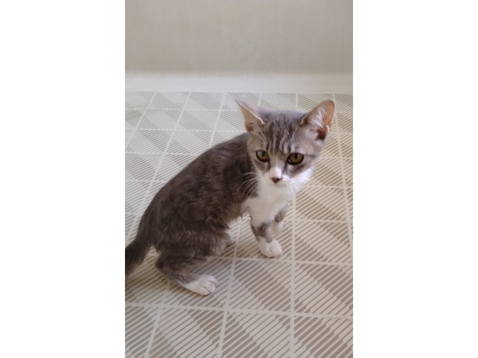 おとなしいグレー白の子猫です