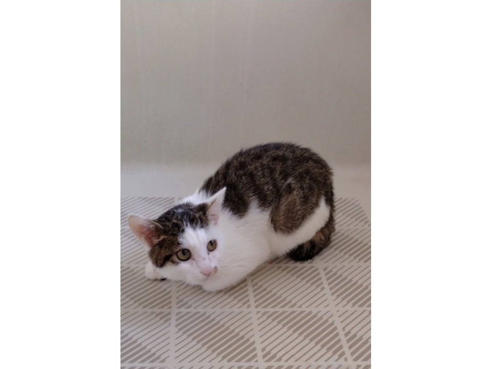 おとなしいキジ白の子猫です