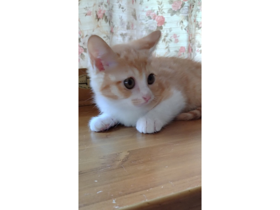 きれいな茶シロの子猫です