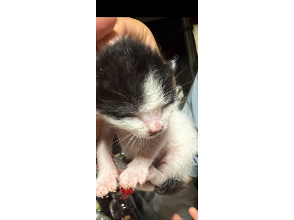 白黒子猫②