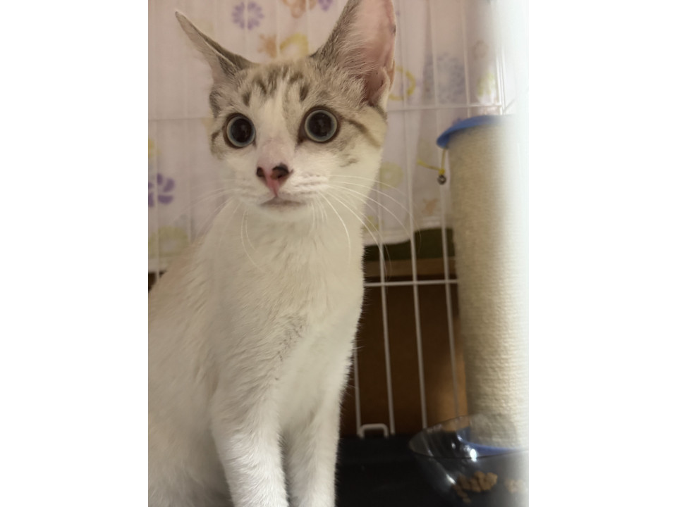 とても綺麗なシャム風猫ちゃん