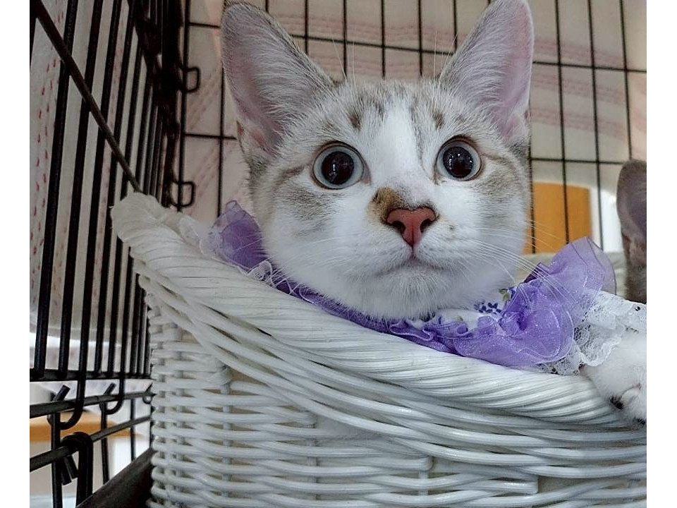 とても綺麗なシャム風猫ちゃん