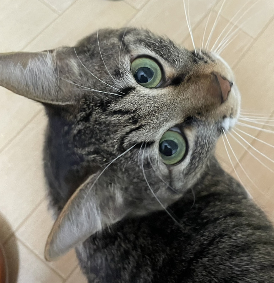 【アイ】キラキラお目目。こまり顔。