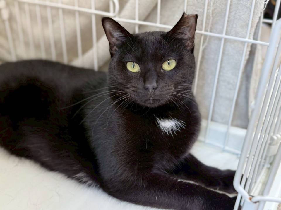 人が大好き、白のワンポイントが可愛らしい