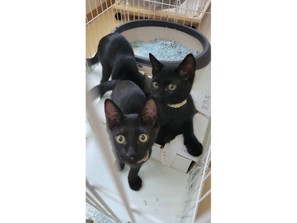 元気いっぱいの黒猫4姉妹