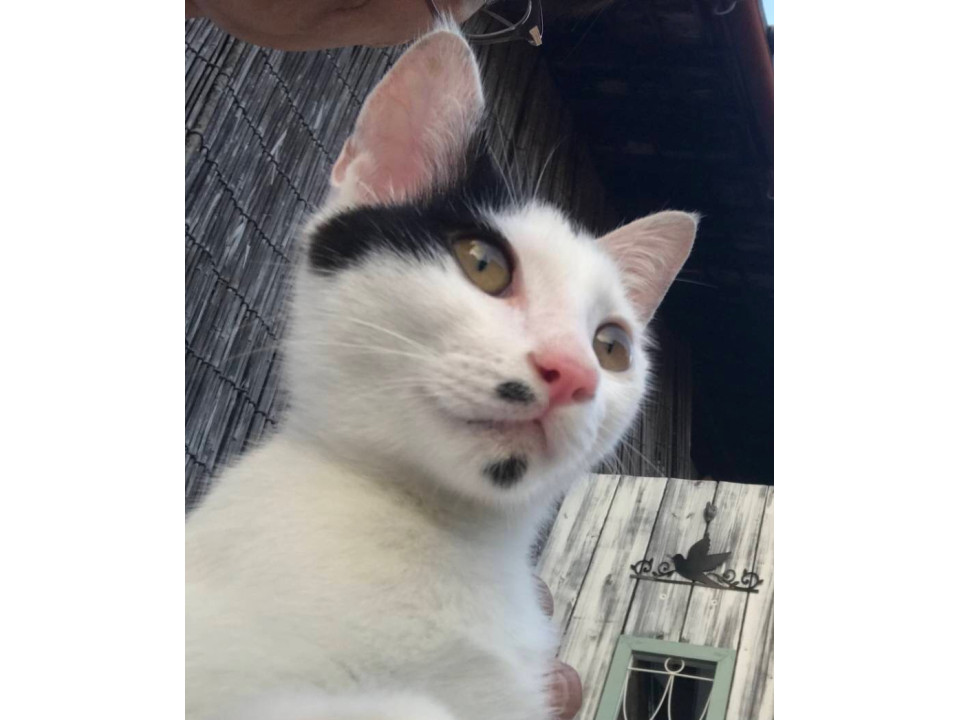 黒子がチャーミングな白黒子猫ちゃん