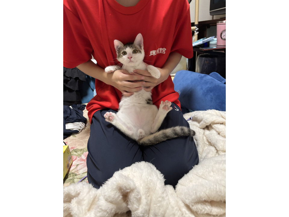 元気な白キジくん
