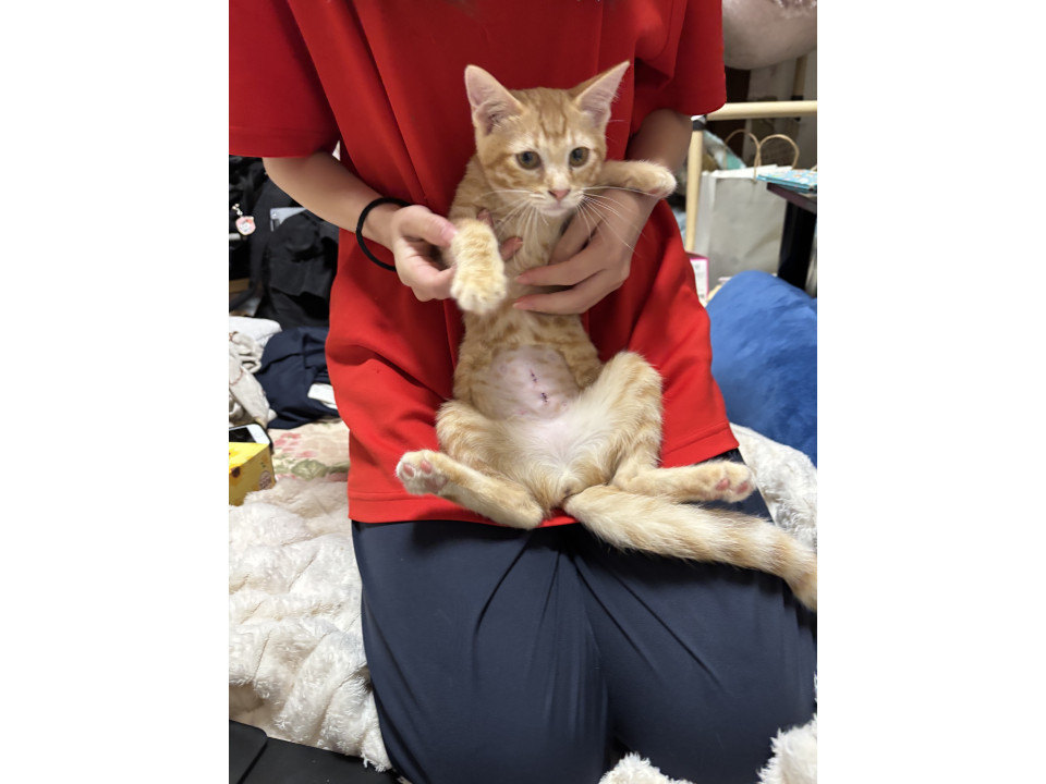 おてんば茶トラ女子