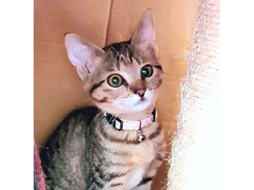 11/16譲渡会】センター寄り別嬪❤ゆか