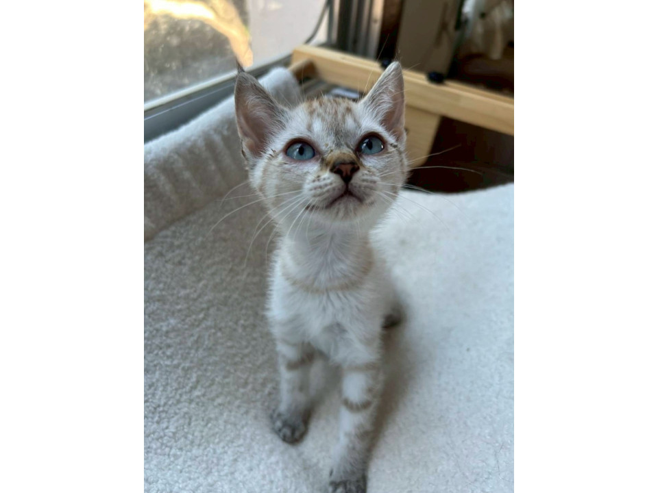 10/19譲渡会】美女子の❥みなみ