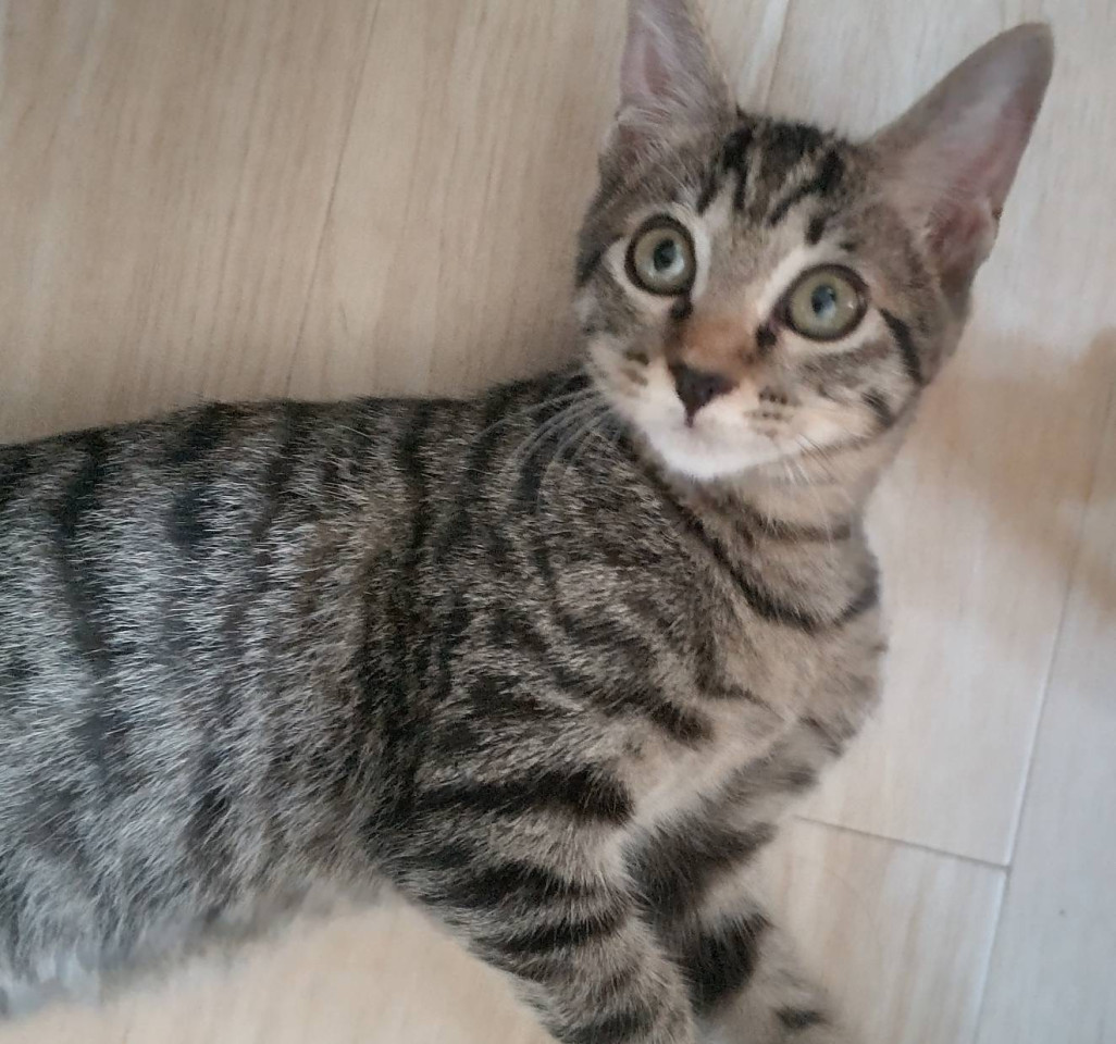 おめめ　パッチリキジ虎ちゃん