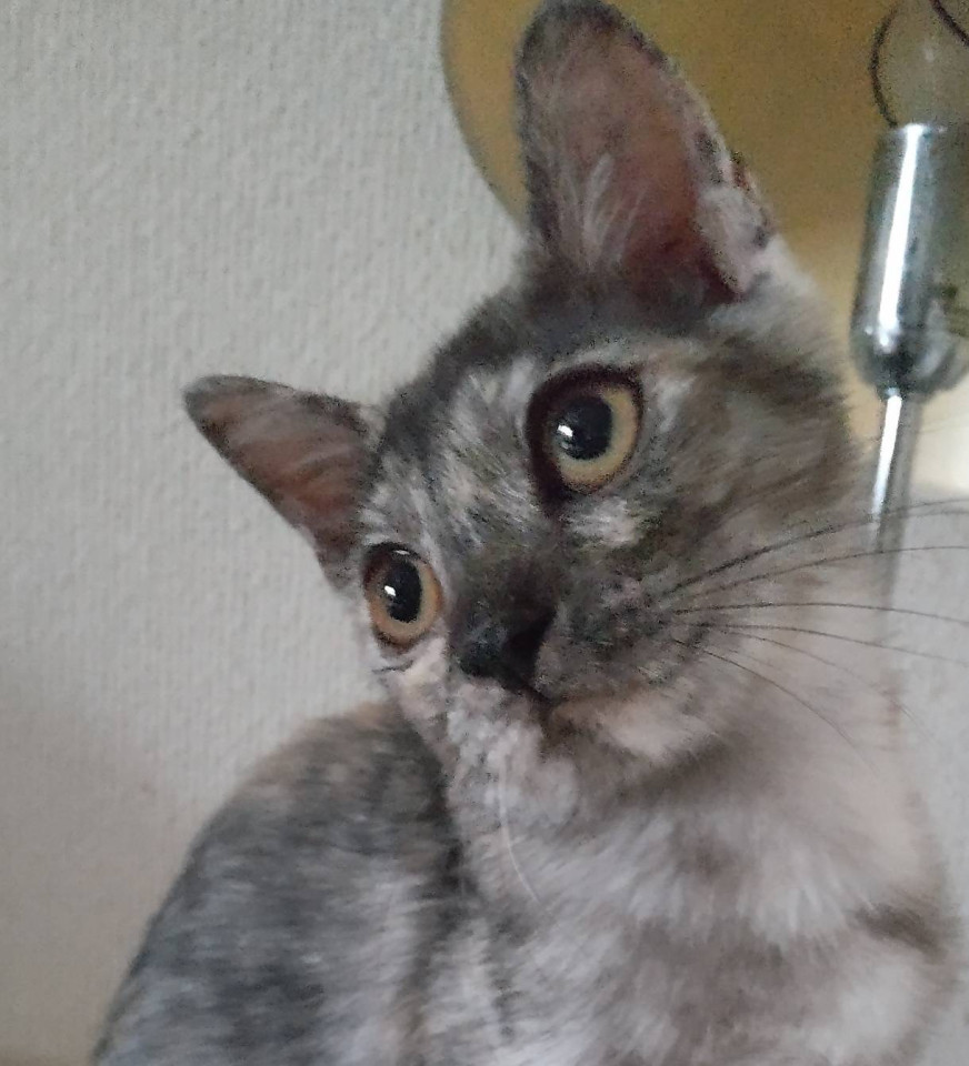 ふんわり 明るめサビ猫ちゃん