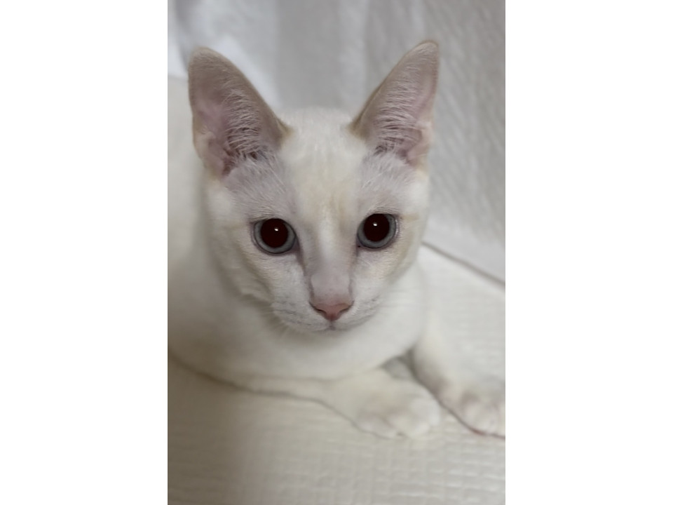 可愛い　シャムミックスのシロンくん