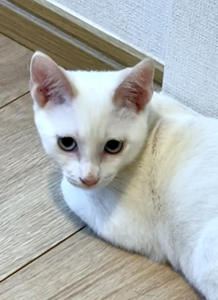 可愛い シャムミックスのシロンくん