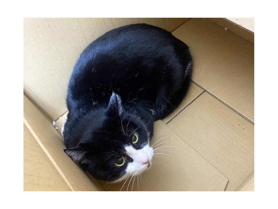 眉間に傷の白黒猫♂半平太約3〜6歳