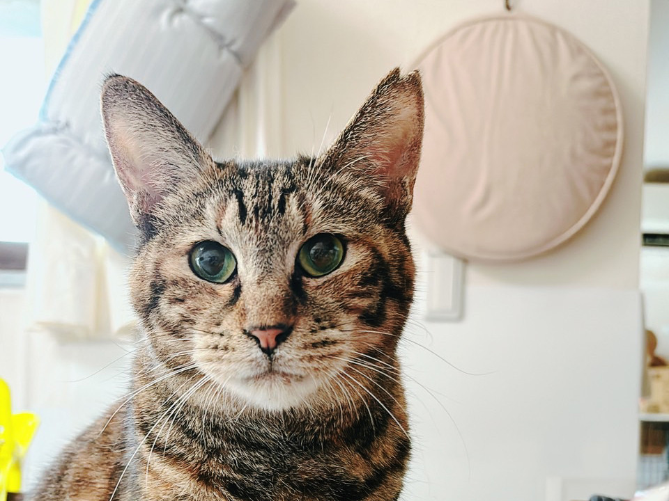 不思議な模様の猫♀ペコちゃん約2歳