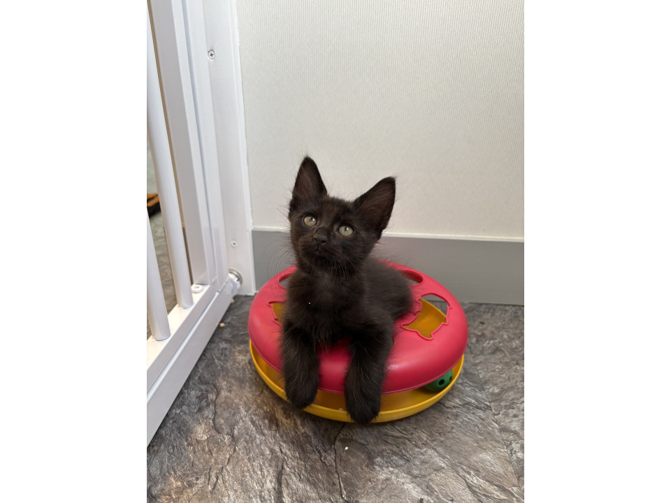 長毛黒猫のぶりくん♡
