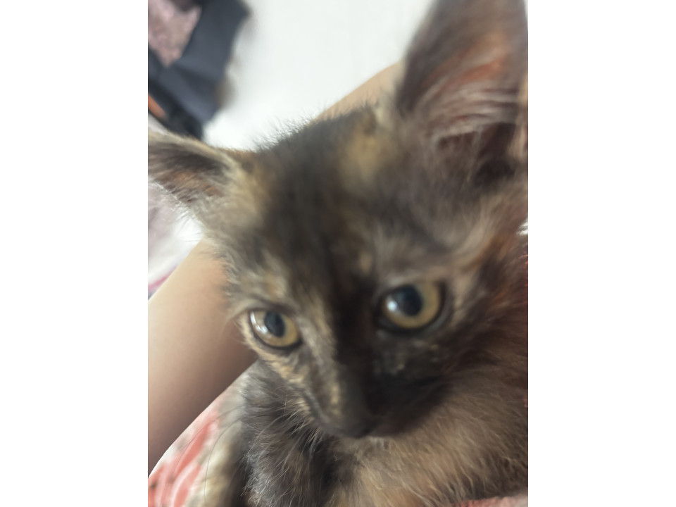 【里親募集】3ヶ月子猫