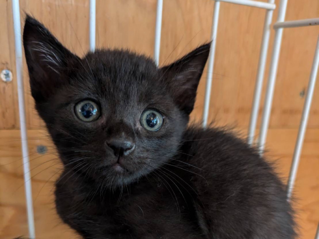 とってもかわいい 黒猫の男の子1