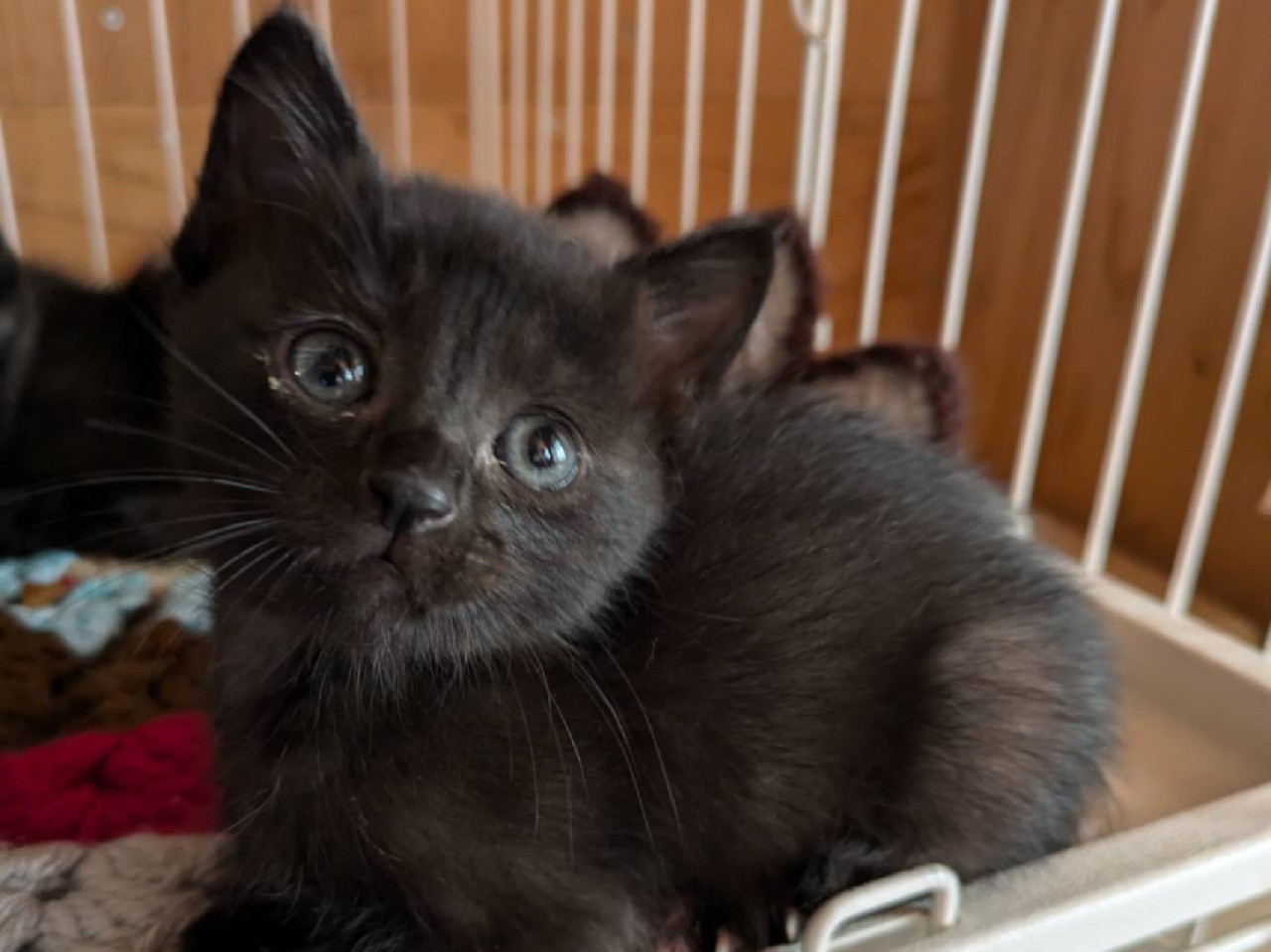 とってもかわいい 黒猫の女の子