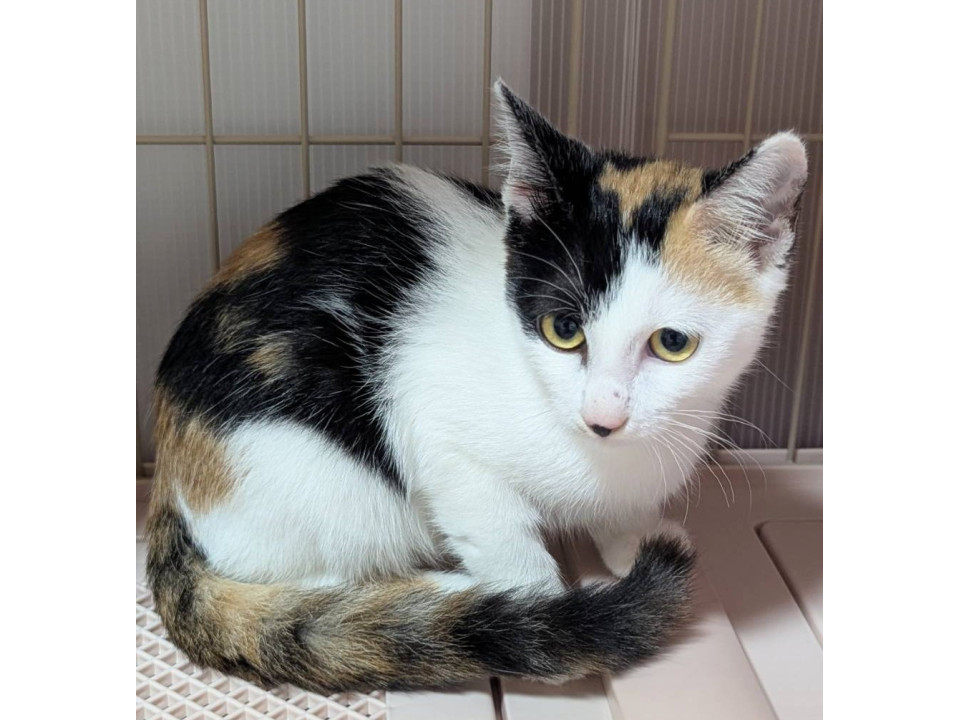 きれいな柄の三毛猫です