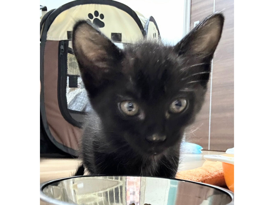 可愛い黒猫ちゃん