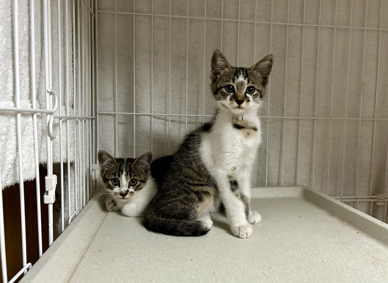 元気で可愛い子猫の姉妹
