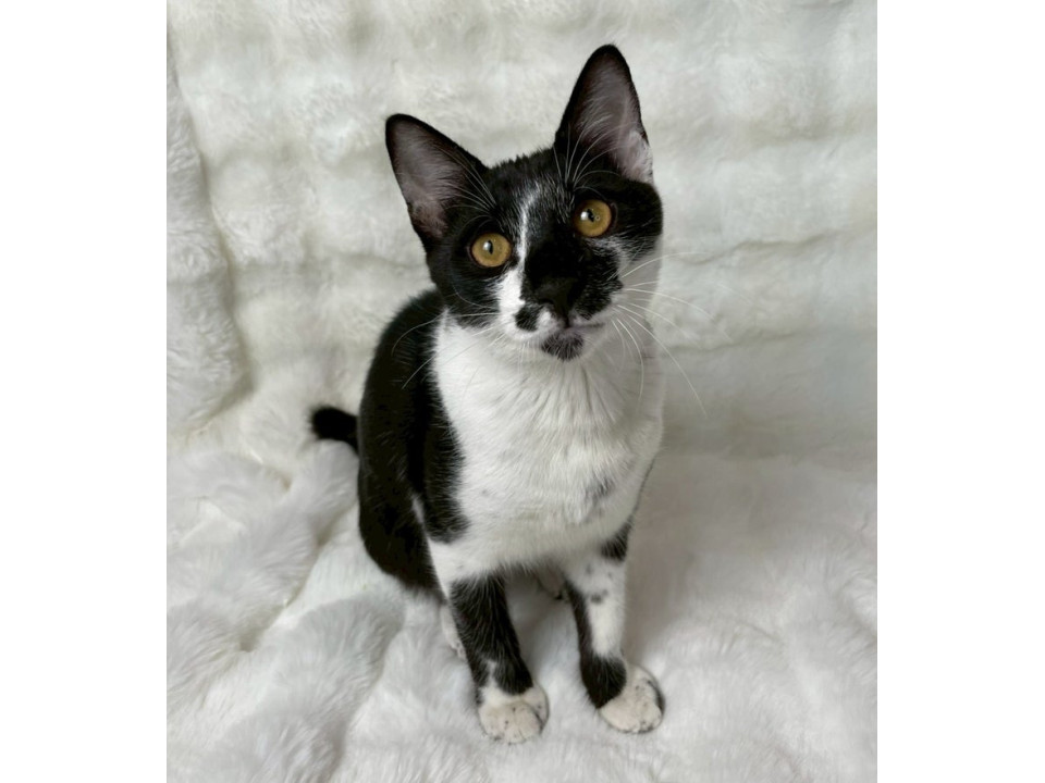 黒白子猫♂@約6ヶ月