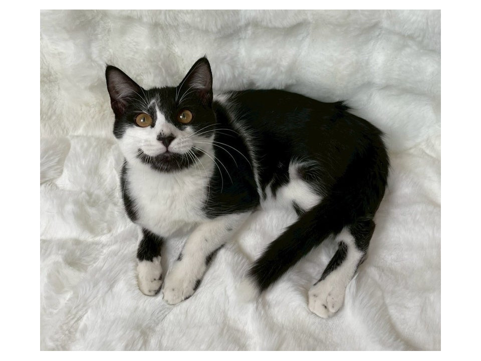 黒白子猫♀@約6ヶ月