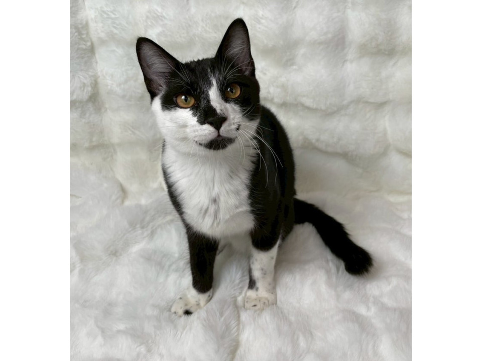 黒白子猫♂@約6ヶ月