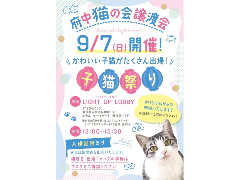 ねこ@プロフィールご確認ください 猫]東京都府中市の里親募集 黒白子猫♂@約4ヶ月