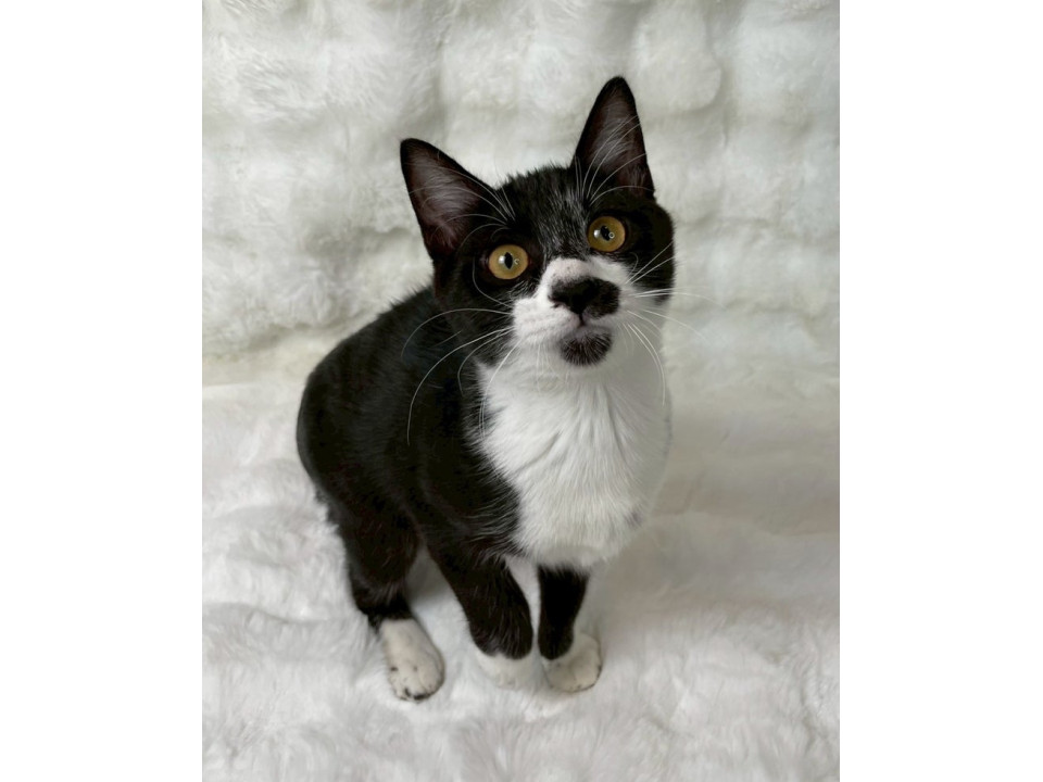 黒白子猫♀@約6ヶ月