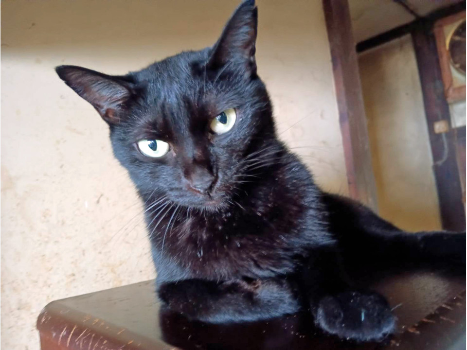 可愛い仕草の黒猫ちゃん