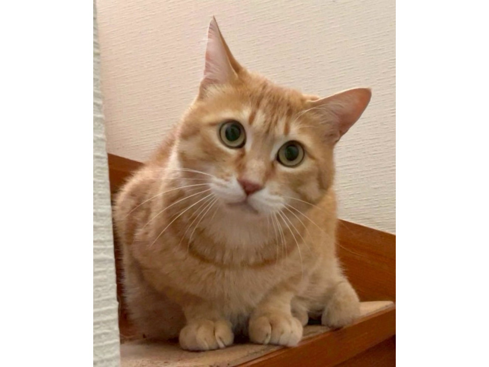 茶トラ成猫♂@約5歳