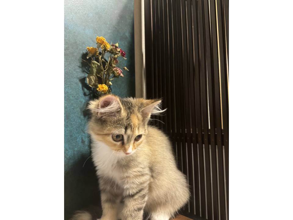 子猫の里親募集 サイベリアン3ヶ月元気な