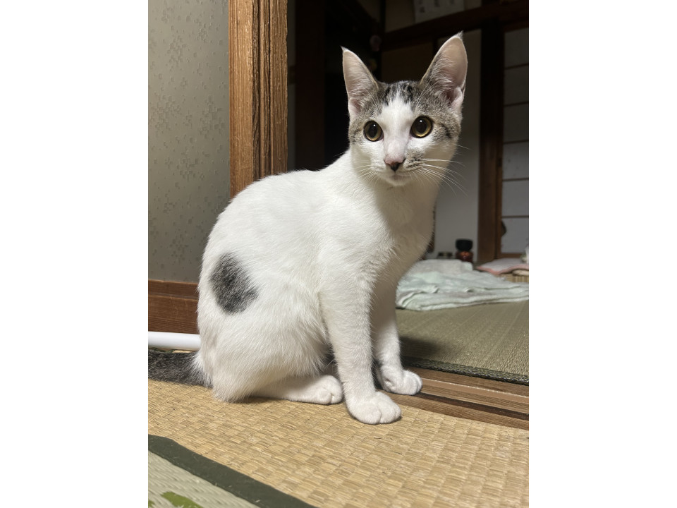シマシマしっぽのかまってくん!