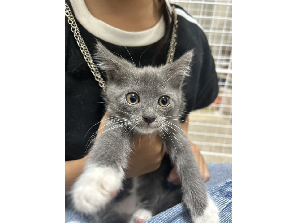 グレー白ソックス♪男の子♪