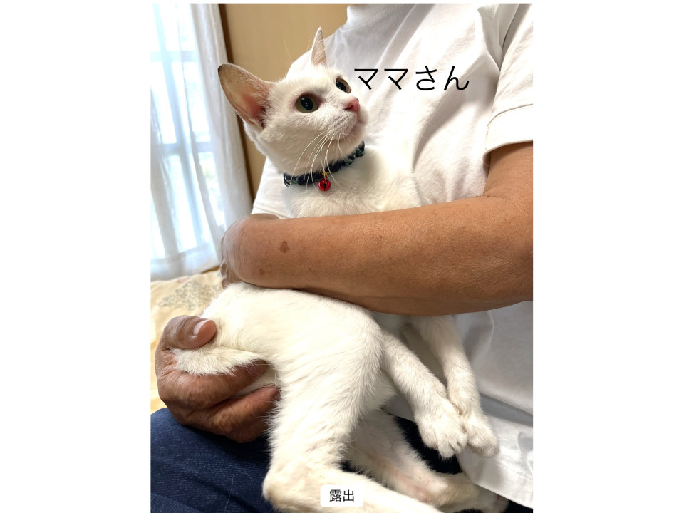 小柄で懐いている美猫マリン 2才