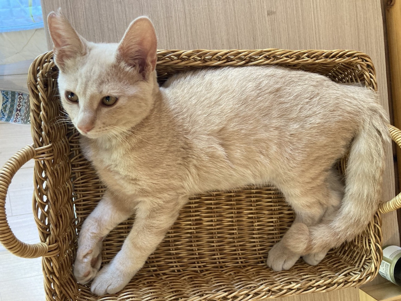 パステル(茶)子猫おっとりBOY