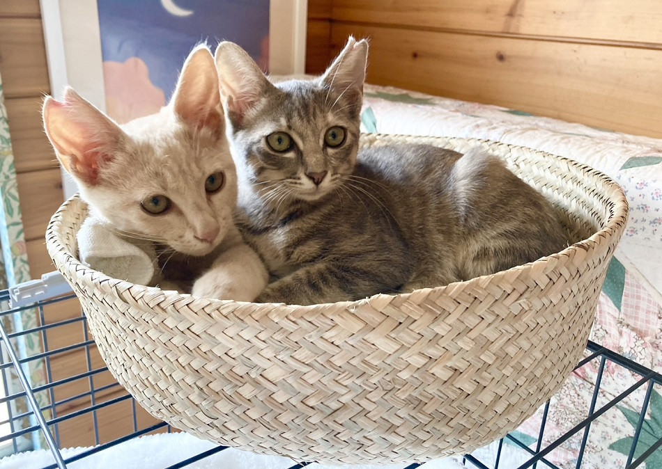 パステルサビ(グレー色)なでなで大好き♡