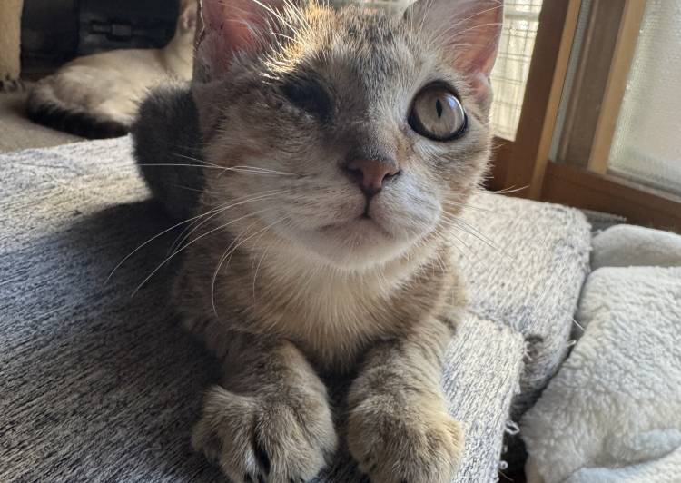 猫の里親募集 - 可愛い子猫を多数掲載