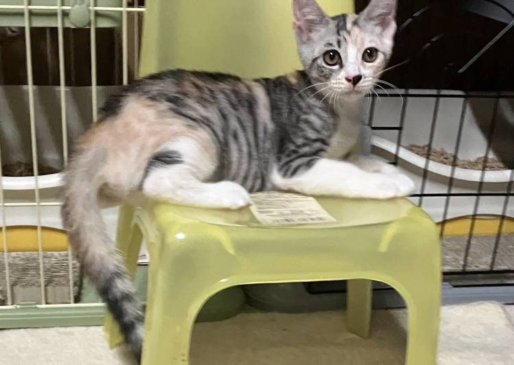 プロフ画像の子猫里親募集中です✨譲渡 里親希望者様にお知らせです🐾】10月16日は譲渡会です🐱 | Cat Space