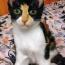 こんたごーごーさんの猫