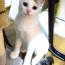 Jupesさんの猫
