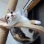 kumanyanさんの猫