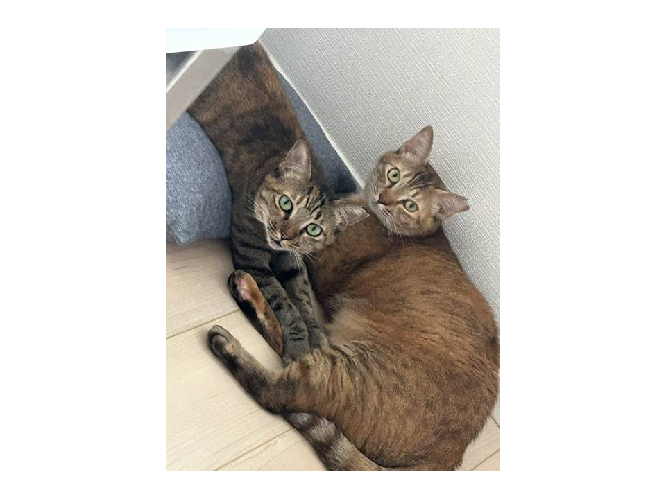 飼えなくなったからと家族が手放す子達
