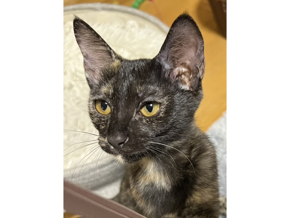 譲渡会参加⭐︎オモチャ大好きサビ猫ちゃん