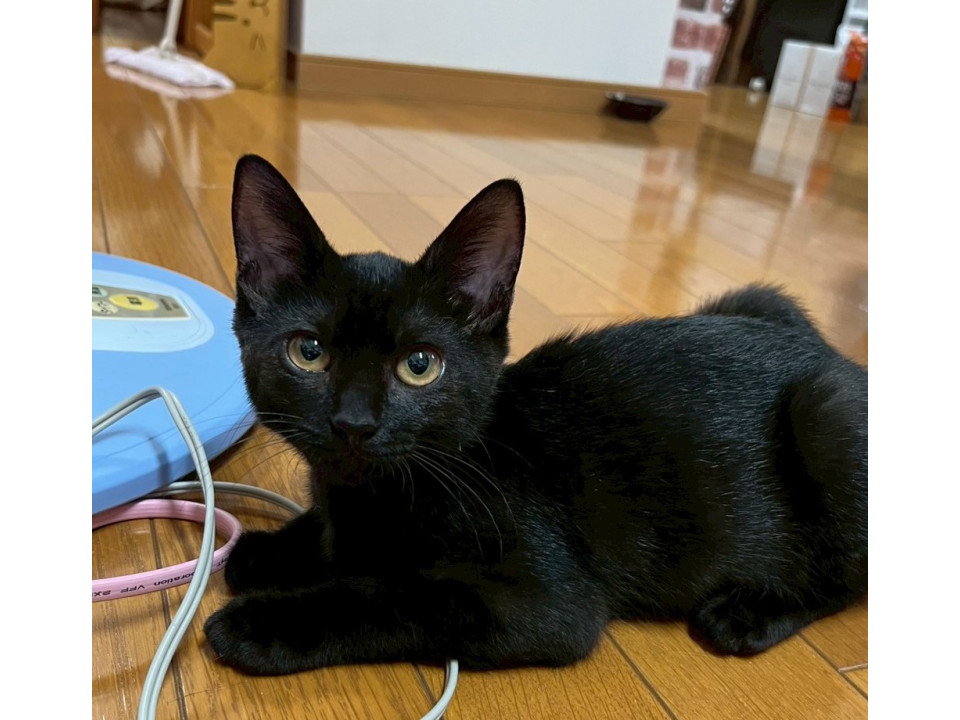 猫]東京都板橋区の里親募集 甘えん坊なお転婆さん