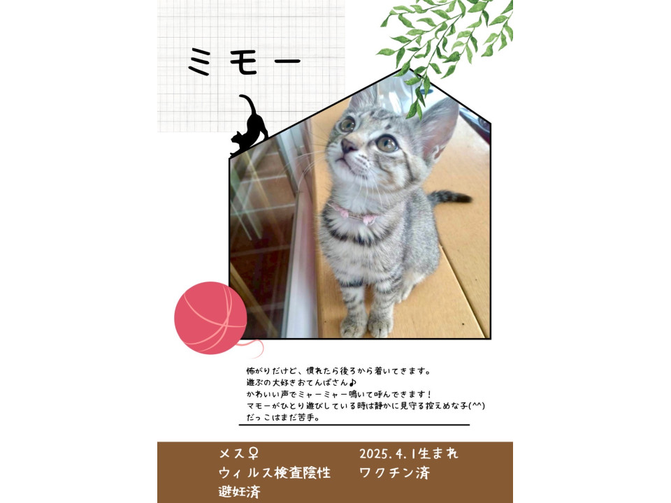 母猫と一緒に保護しました