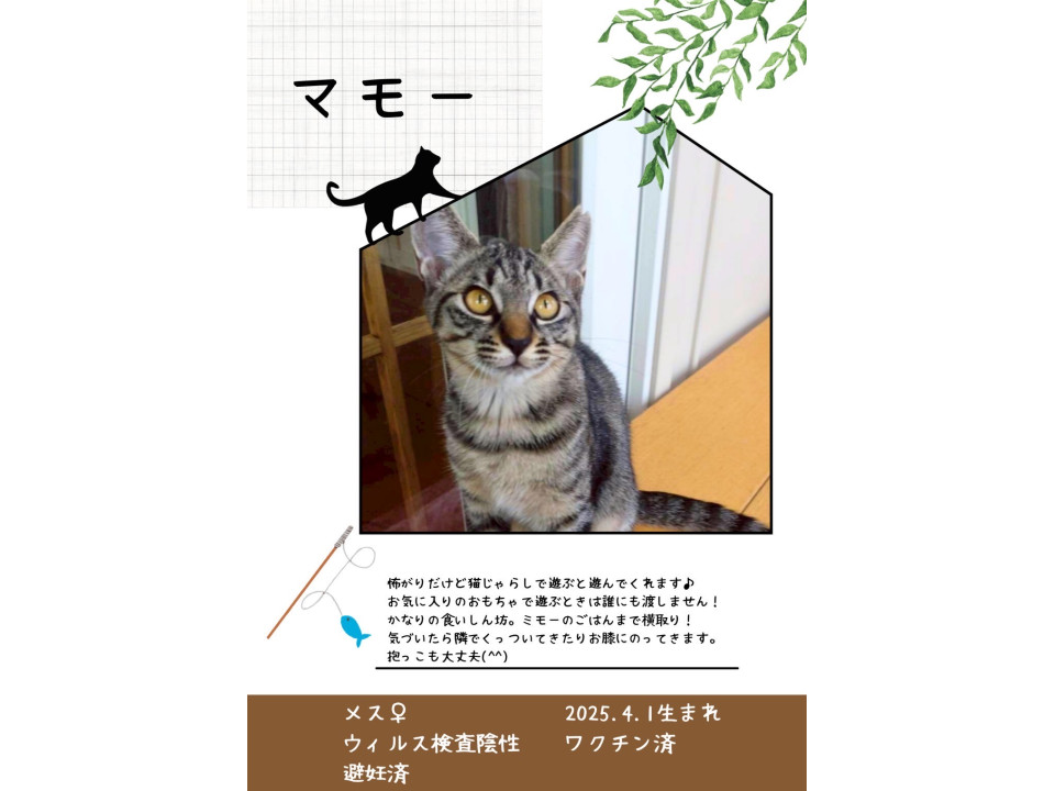 母猫と一緒に保護しました